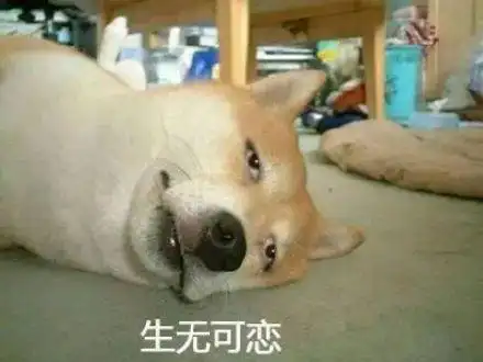 柴犬表情包 免费版