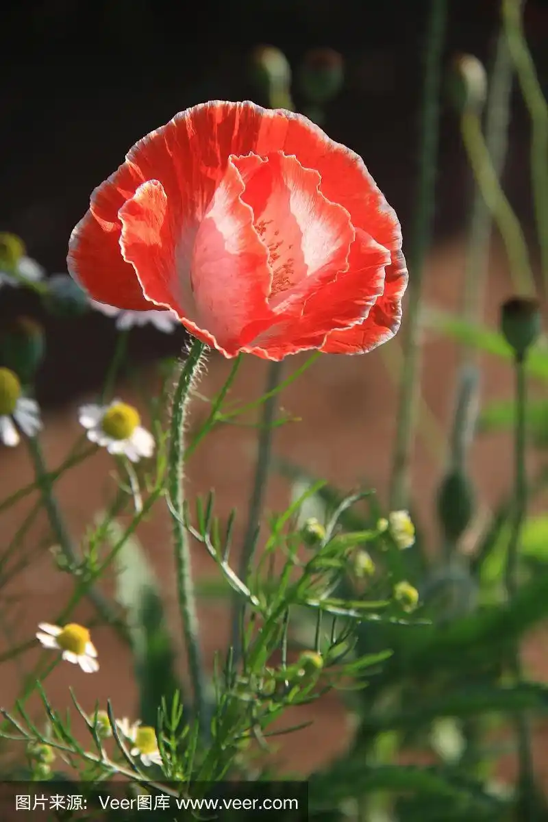 红色罂粟花的特写