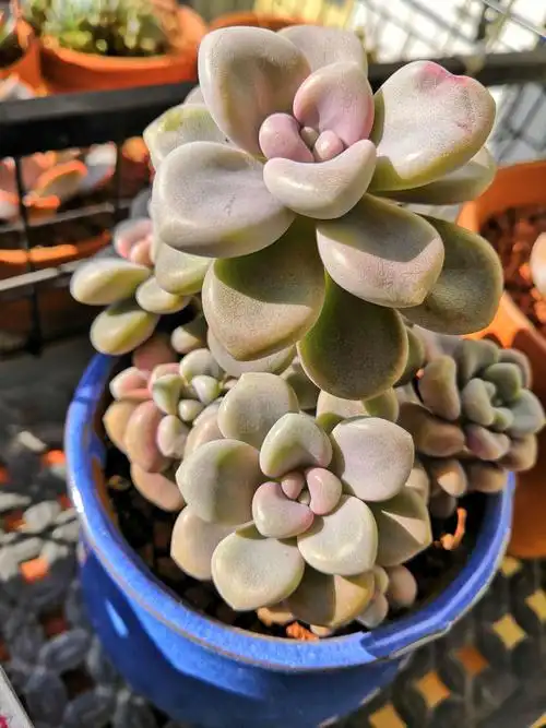 多肉～阳光下的惊喜