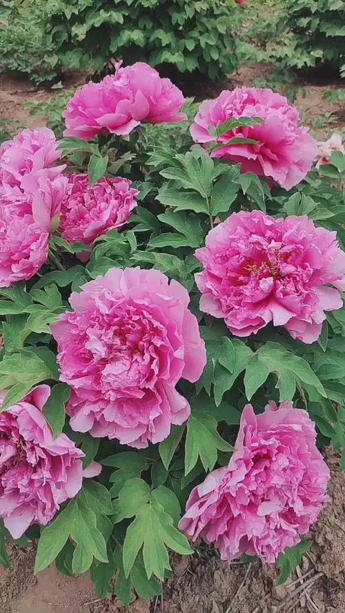 牡丹鲁菏红这长势杠杠的值得拥有