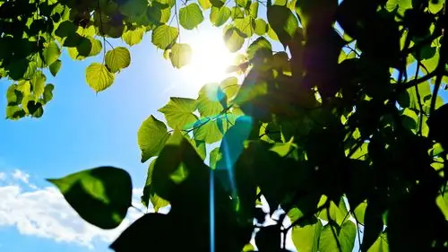 绿色清新自然护眼高清桌面壁纸