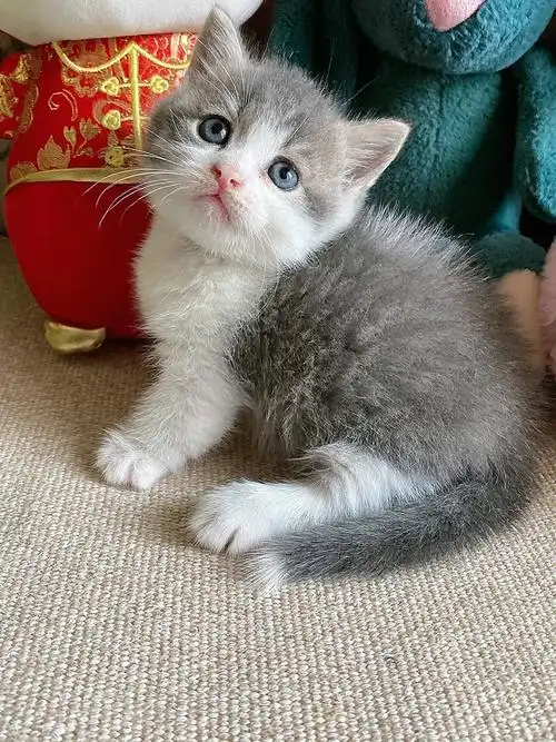 二个月,包一针疫苗一次体内外驱虫,品相好,健康活泼,自己会吃猫粮用