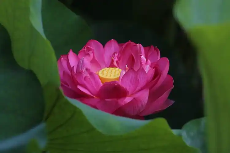 夏日荷花别样红