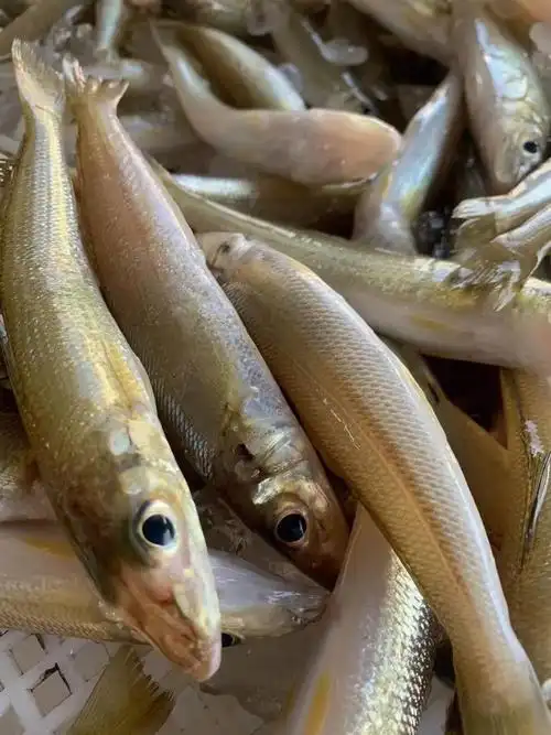 我可以回购一辈子谁能拒绝这款沙尖鱼好吃