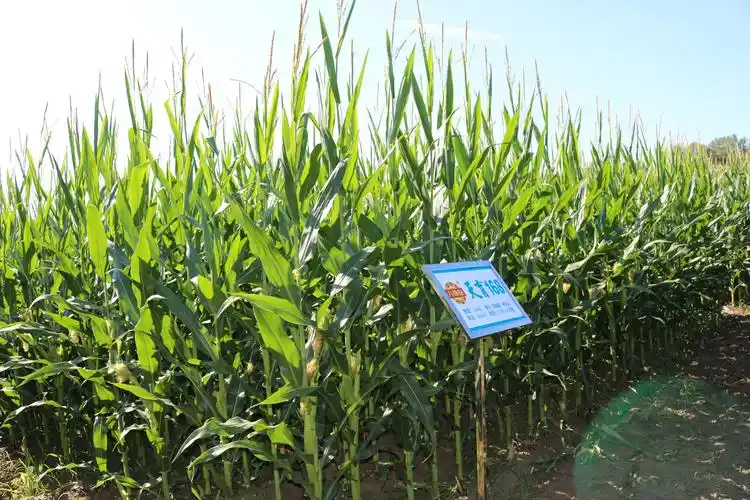 吉林云天化新品种展示——花期篇