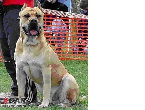 世界十大最凶悍名犬排行 - 听雨的日志 - 网易博客