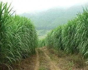 我想做一棵尖毛草