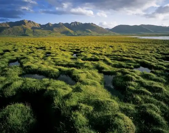 高寒草原草甸,生态类型丰富,结构功能完整,是地球第三极青藏高原高寒