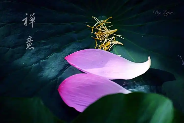 心若如莲心静如莲