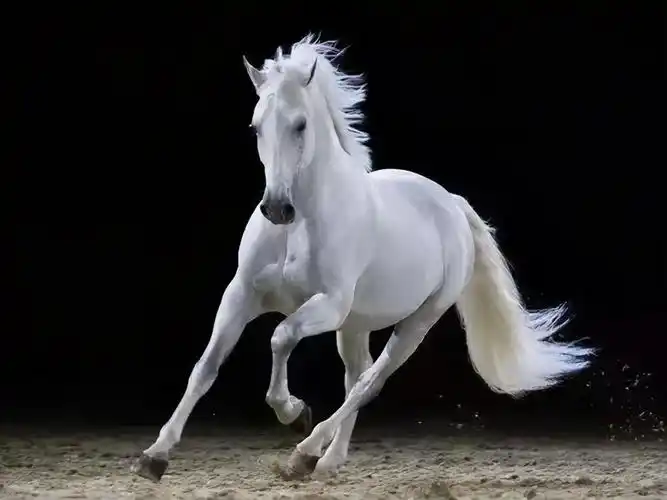 一季报业绩大增赣锋锂业伊利股份等股价大涨继续拥抱白马股