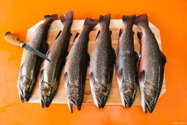 笋壳鱼是海鱼还是河鱼