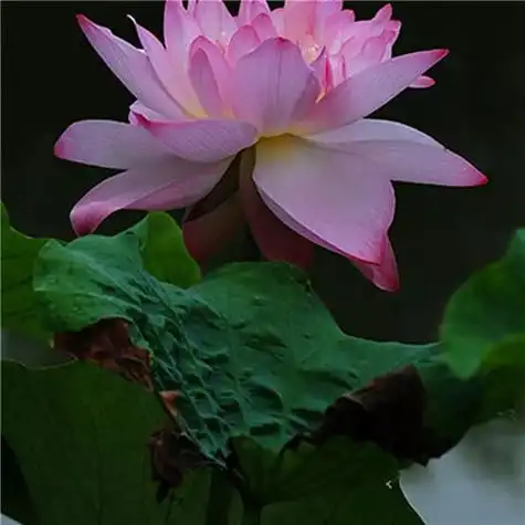 131张最漂亮荷花大全头像 唯美适合做头像的荷花图片_微信头像_头像屋