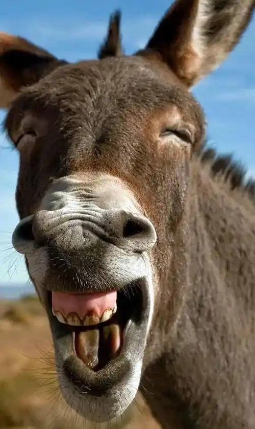 中国乐坛的"四大恶人"_刀郎_网络_行为