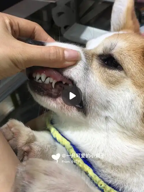 柯基宝宝换牙出现重牙