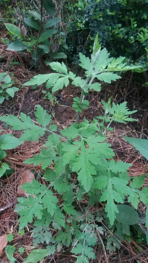 艾蒿与青蒿区别