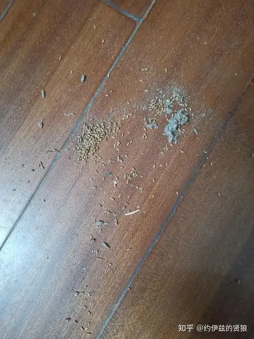 家里出现很多淡黄色米粒大小虫卵,请问大佬这是什么虫子? - 知乎