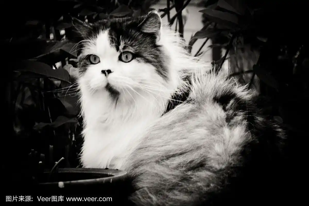 波斯猫,美,灰色,纯种犬,水平画幅