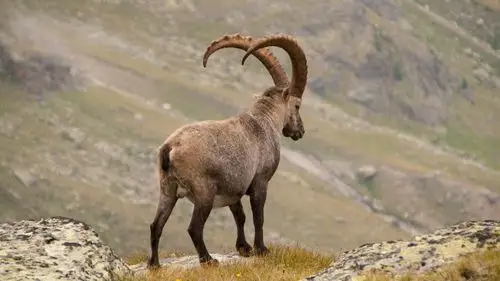 高山山羊后视角4k