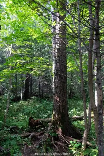 长白山地下森林