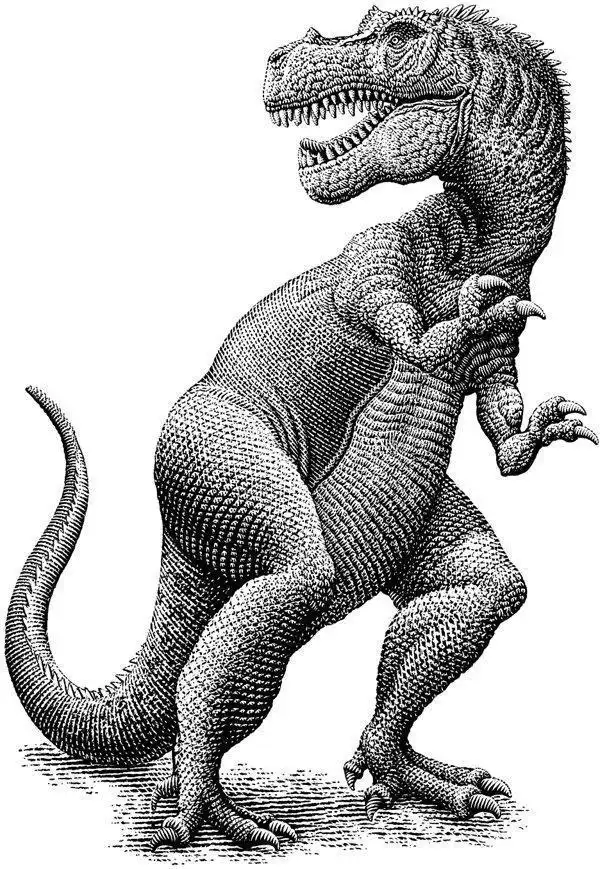 自然的力量,动物系列黑白版画,平面插画设计