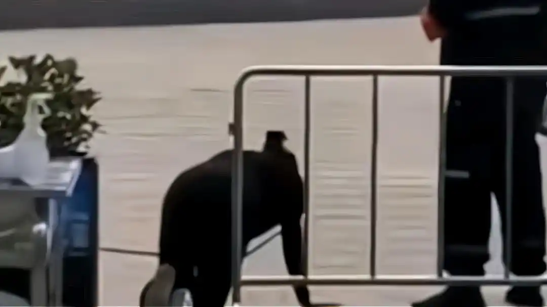 广东:女子戴项圈与狗拴在一起跪地爬行,网友:圈子不同别硬融