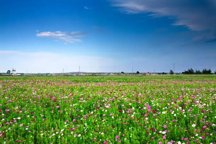 草原花海