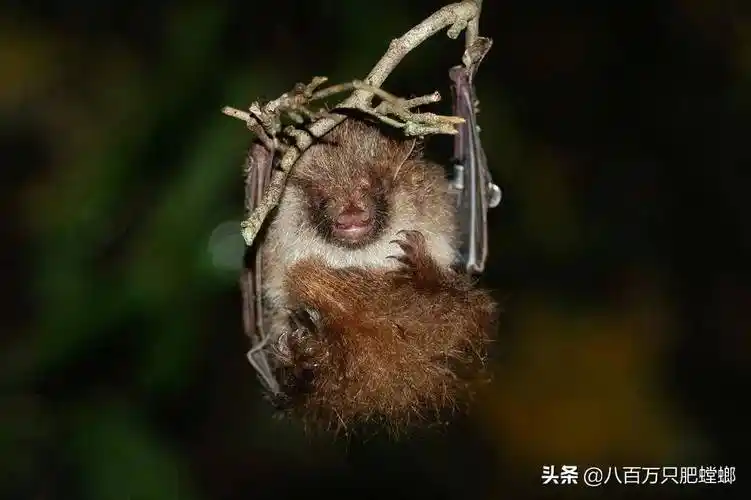 原创小蝙蝠为什么在雪地里冬眠