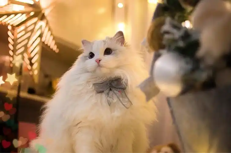 布偶猫米法圣诞节快乐