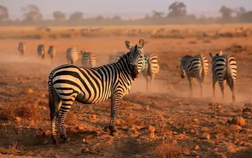 动物斑马图片 _ 动物斑马图片[图片专辑] _ 图片网