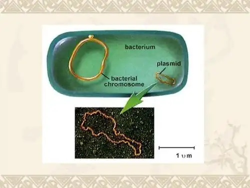 重组质粒的构建(ppt版)