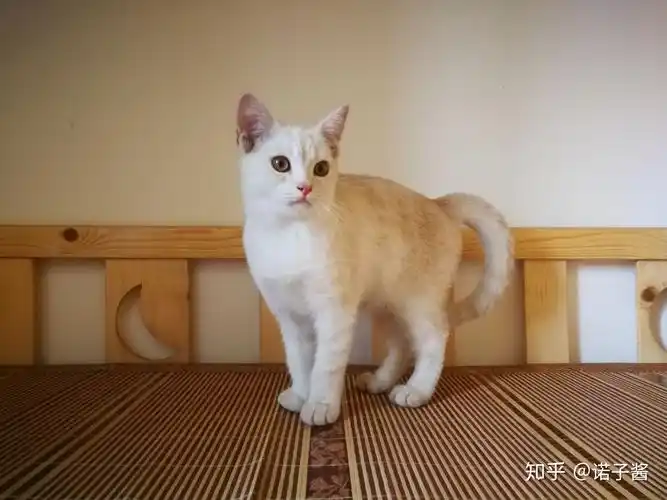 美短和英短杂交好看吗养猫的来戳戳