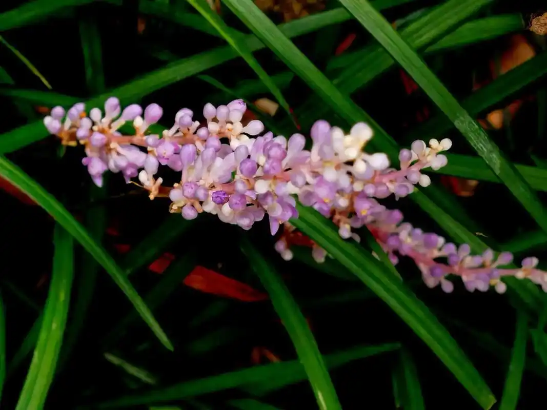 山麦冬 山麦冬为百合科山麦冬属多年生草本植物,花期在夏天到秋 - 抖