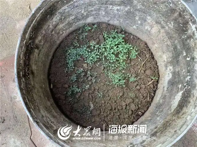 拘留10天!德州陵城一居民竟在院内种了460株罂粟