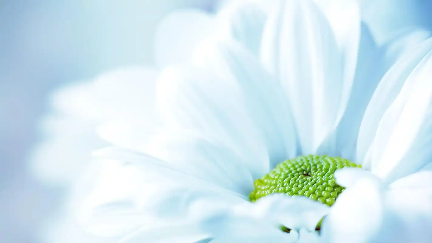 小清新简约花卉高清桌面壁纸