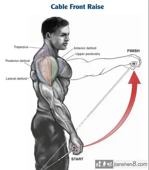 三角肌前束:绳索cable前平举教程