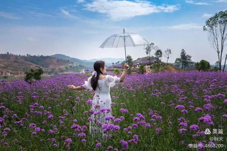 唯美,浪漫——紫色薰衣