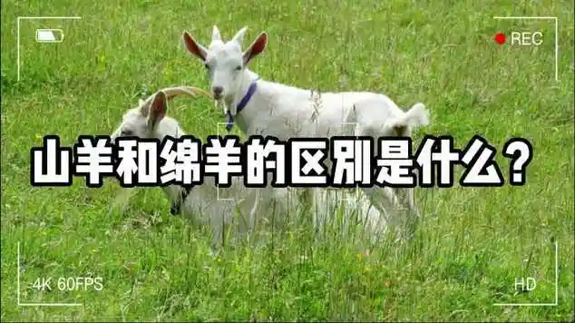 山羊和绵羊的区别是什么?_网易视频