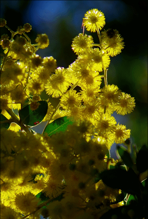 金合欢 花-gif 动图及名曲欣赏