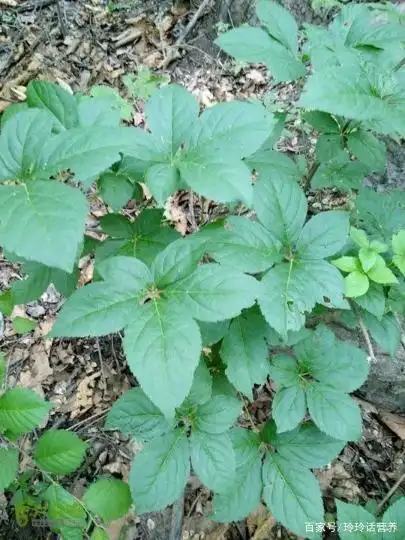 不仅是宝贵的中草药,而且还是很可口的美味.有"山野菜之王"的美称.