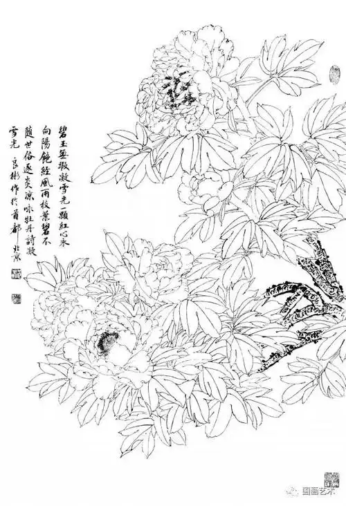 中国画线描牡丹画谱线条如此之美