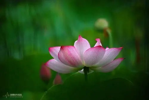 仿若一日,莲花已成海,寻芳踪影,禅意里的清凉,绿意如盖,禅意浅浅芬