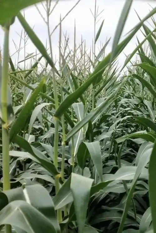 新疆米奇贝尔农业科技有限公司,独家引进中熟,矮杆,耐密型;高产玉米