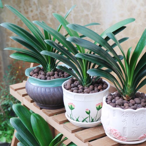 精品君子兰盆栽办公办公室室内观花花卉盆景植物花卉