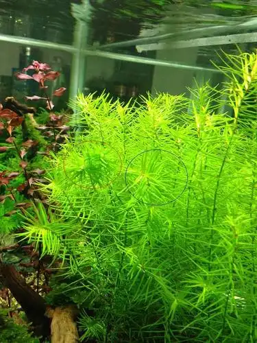 关于【十字牛顿】的种植问题 - 水草种植 - cta南美水族