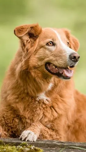 壁纸 狗看,棕色 1920x1200 hd 高清壁纸, 图片, 照片