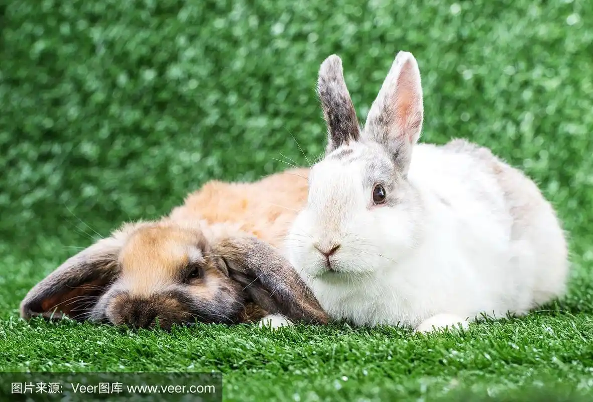 草地上的两只兔子