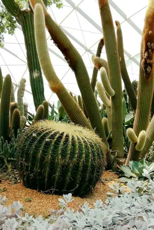 标题:巨型多肉植物