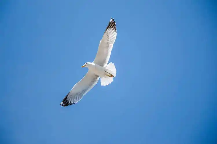 一个,海鸥,飞,蓝色,蓝天,背景_高清图片_全景视觉