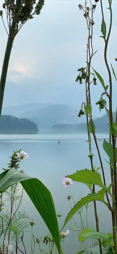 暴风雨后之宁静,白雾茫茫,雾锁雅湖,好一番美景尽收眼底,醉了