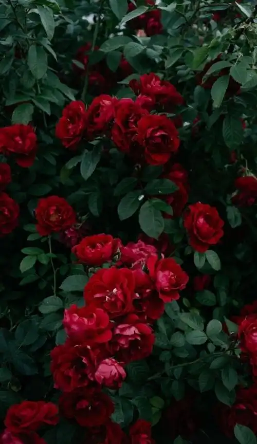 1000_1727竖版 竖屏